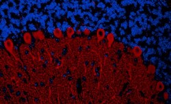 IP3R1 Antibody, Novus Biologicals 0.02mg; Unlabeled:Antibodies, Polyclonal
